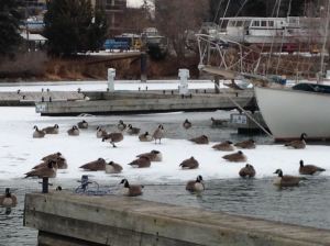 15-What the geese know