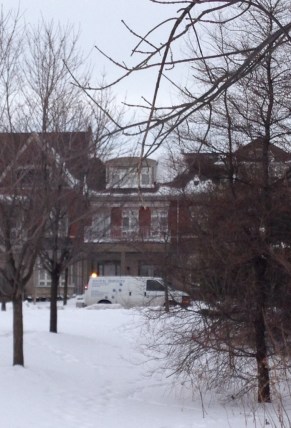 animal services copy