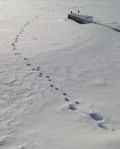 Coyote tracks?