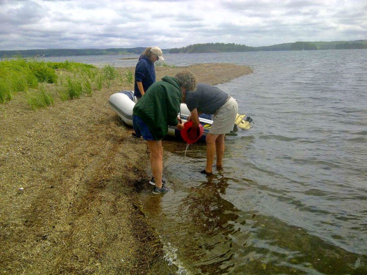 harvesting mussels