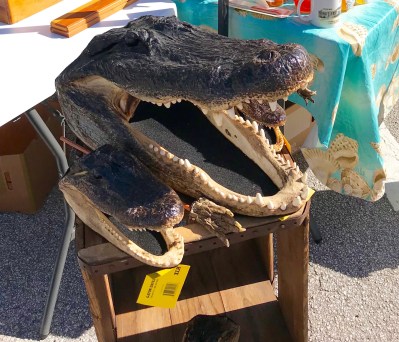 alligator heads (1)