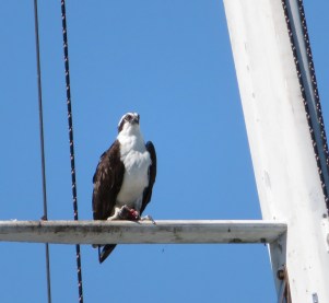 osprey (1)