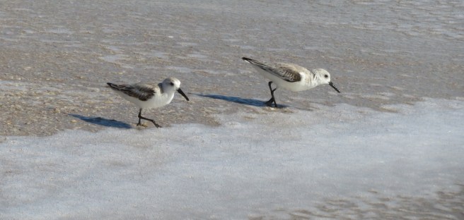 sandpipers (1)